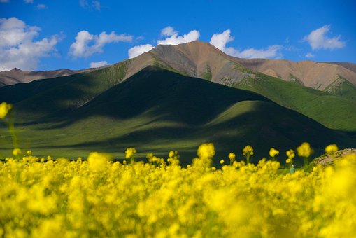 Campo, Flores, Hermosas Flores