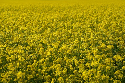 Campo, Flores, Hermosas Flores