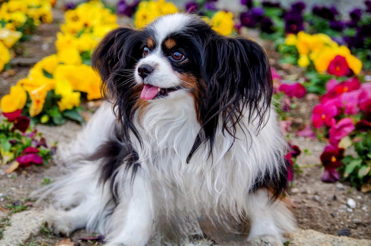 Download Dog, Puppy, Flowers. RoyaltyFree Stock