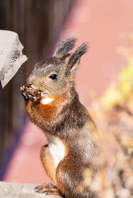 Free Squirrel Fall photo and picture