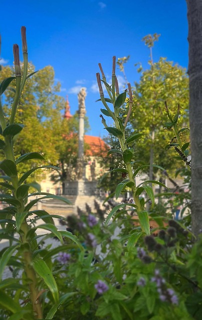 Jihlava, Platz, Pestsäule, Blumen, Sonne