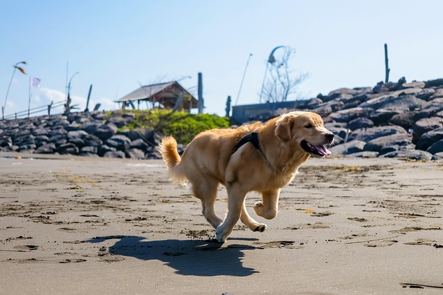 Labrador, Câine, Animal De Companie