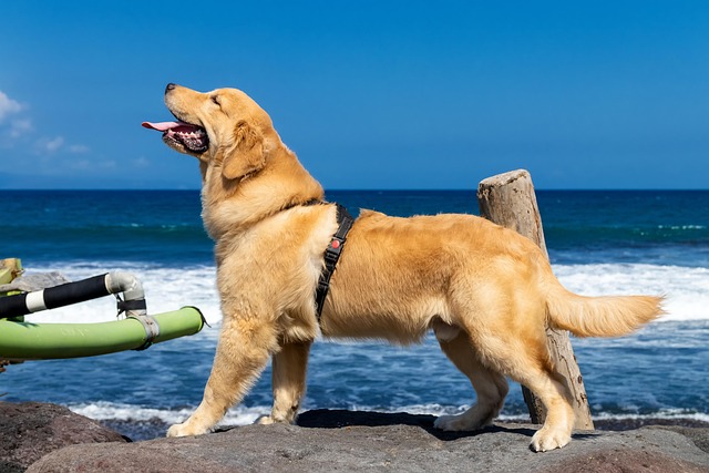 Labrador, Câine, Animal De Companie