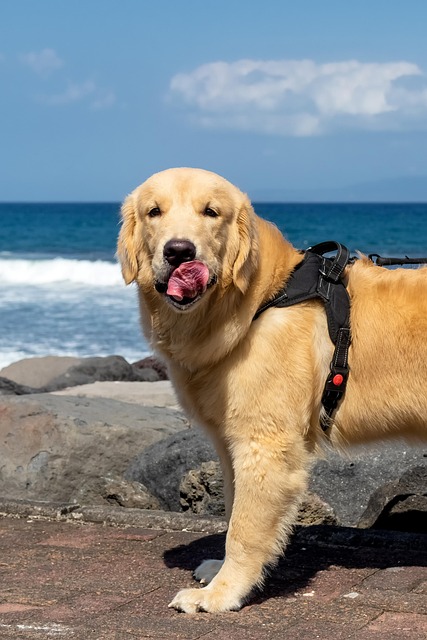 Golden Retriever, Hond, Huisdier, Dier