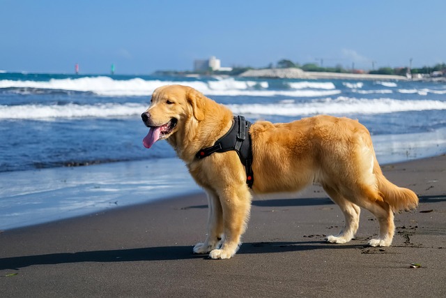 Hond, Puppy, Huisdier, Dier, Schattig