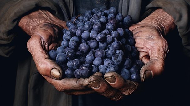 Free Fruit Food illustration and picture