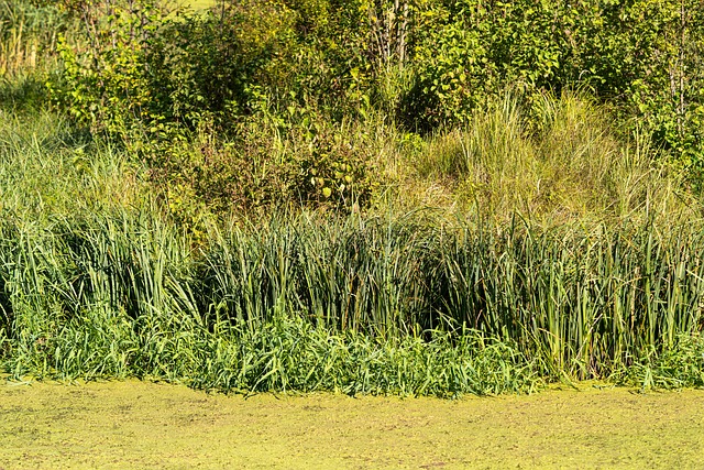 Natureza, Agua, Juncos, Panorama