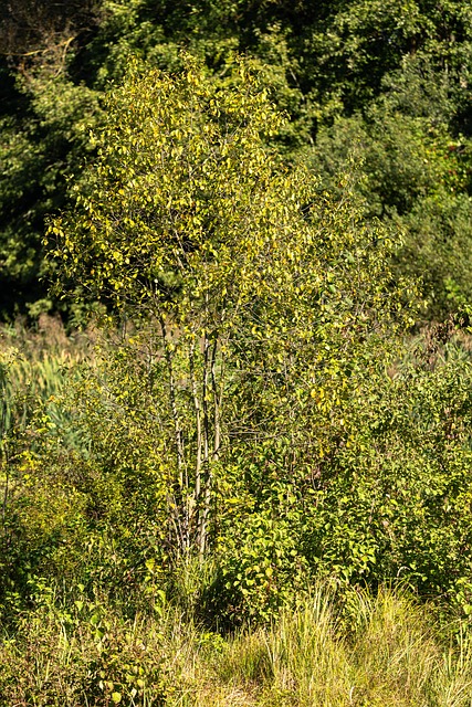 Árvore, Natureza, Panorama, Verde