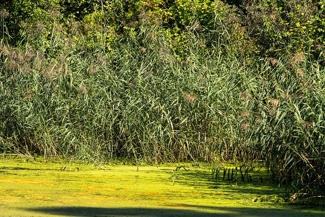 Juncos, Agua, Natureza, Panorama