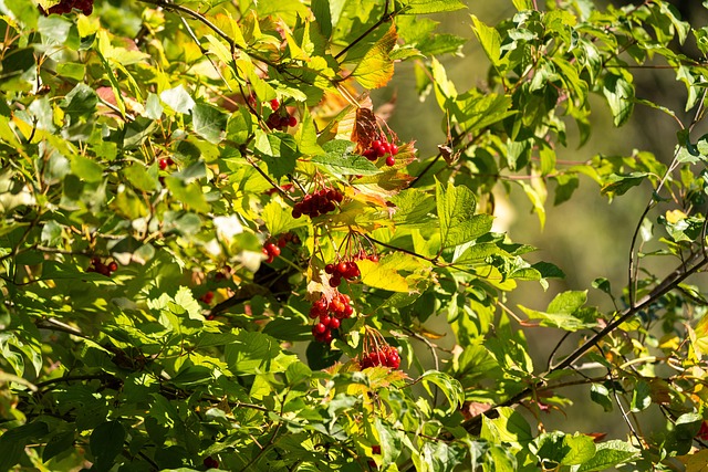 Árvore, Fruta, Vermelho, Natureza
