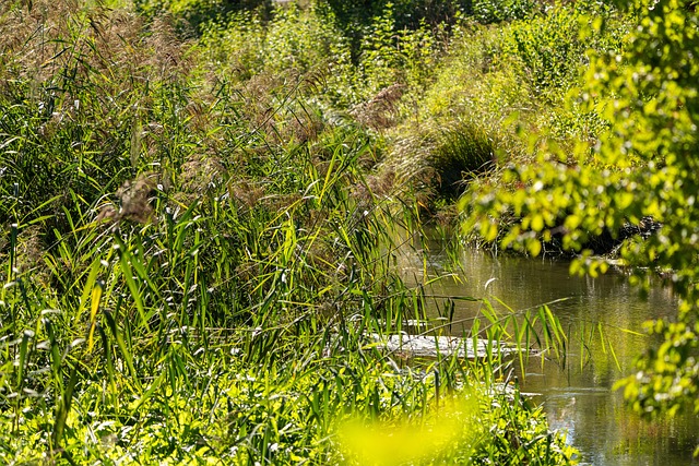 Agua, Panorama, Natureza, Verde, Plantas