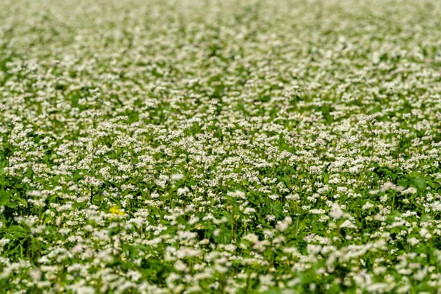 Campo, Branco, Flor, Plantar