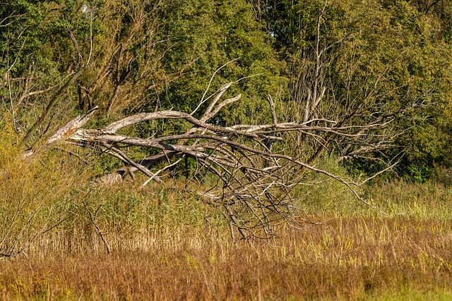 Árvore, Velho, Natureza, Panorama