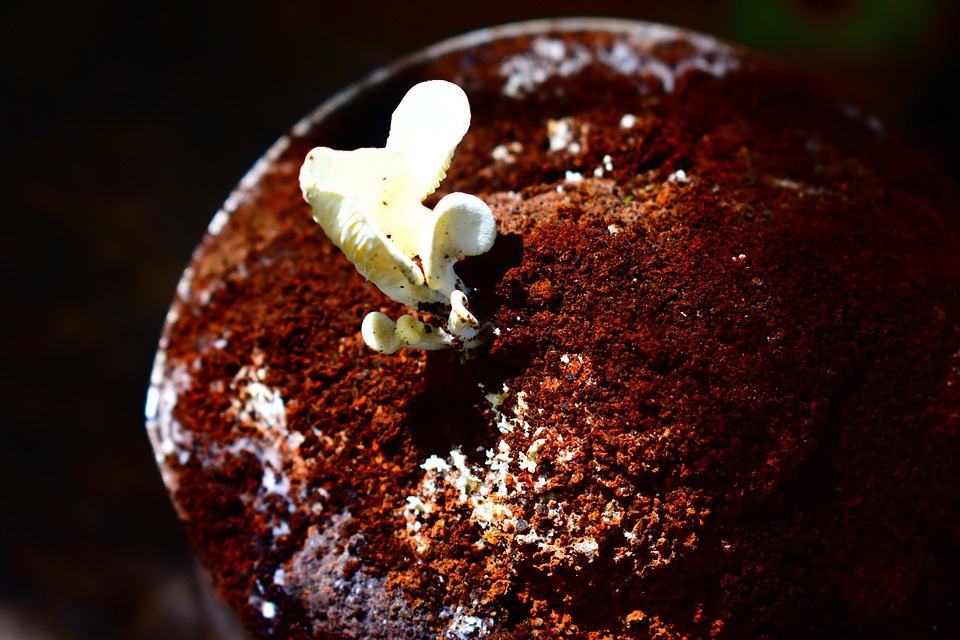 Spore Champignon Mycologie La - Photo gratuite sur Pixabay - Pixabay