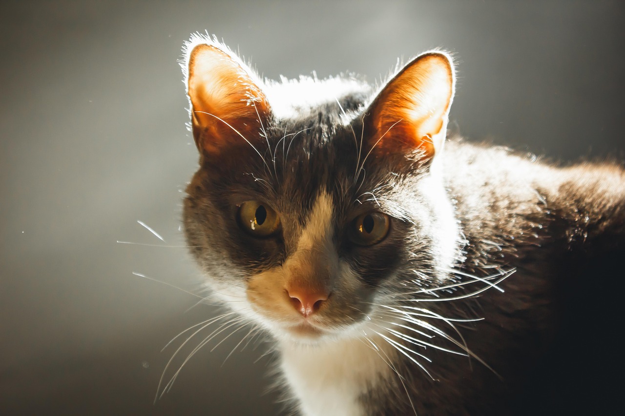 Cat Félin Les Yeux - Photo gratuite sur Pixabay - Pixabay