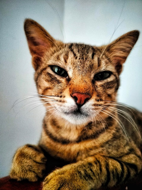 Pelagem, Gato, Animal