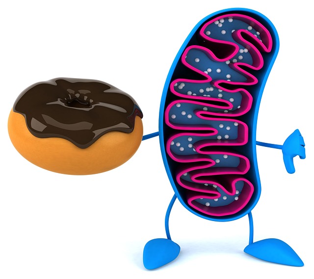 Free energy mitochondria cell illustration