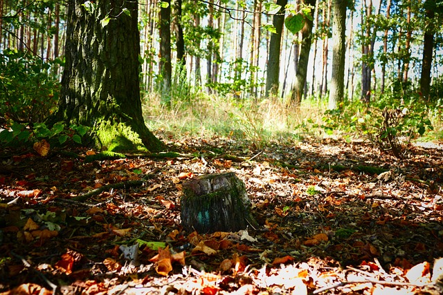 Free Forest Nature photo and picture