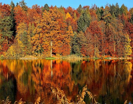 Free Nature Forest photo and picture