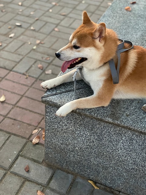 Free Shiba Inu Puppy photo and picture
