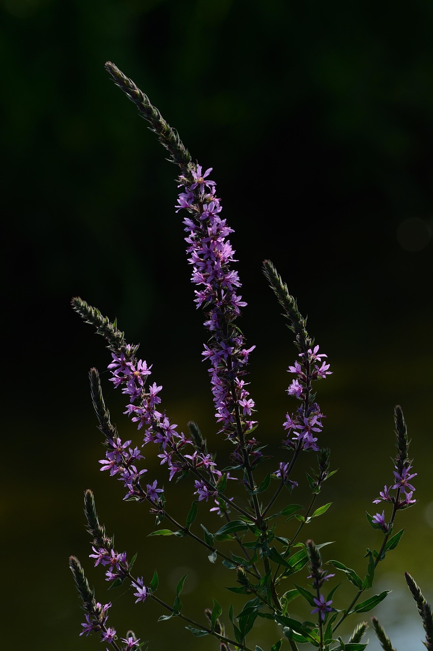 花 紫色珍珠菜 植物群 - Pixabay上的免费照片 - Pixabay