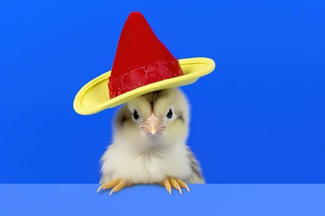 Free Chicken Mascot Mascot Character illustration and picture