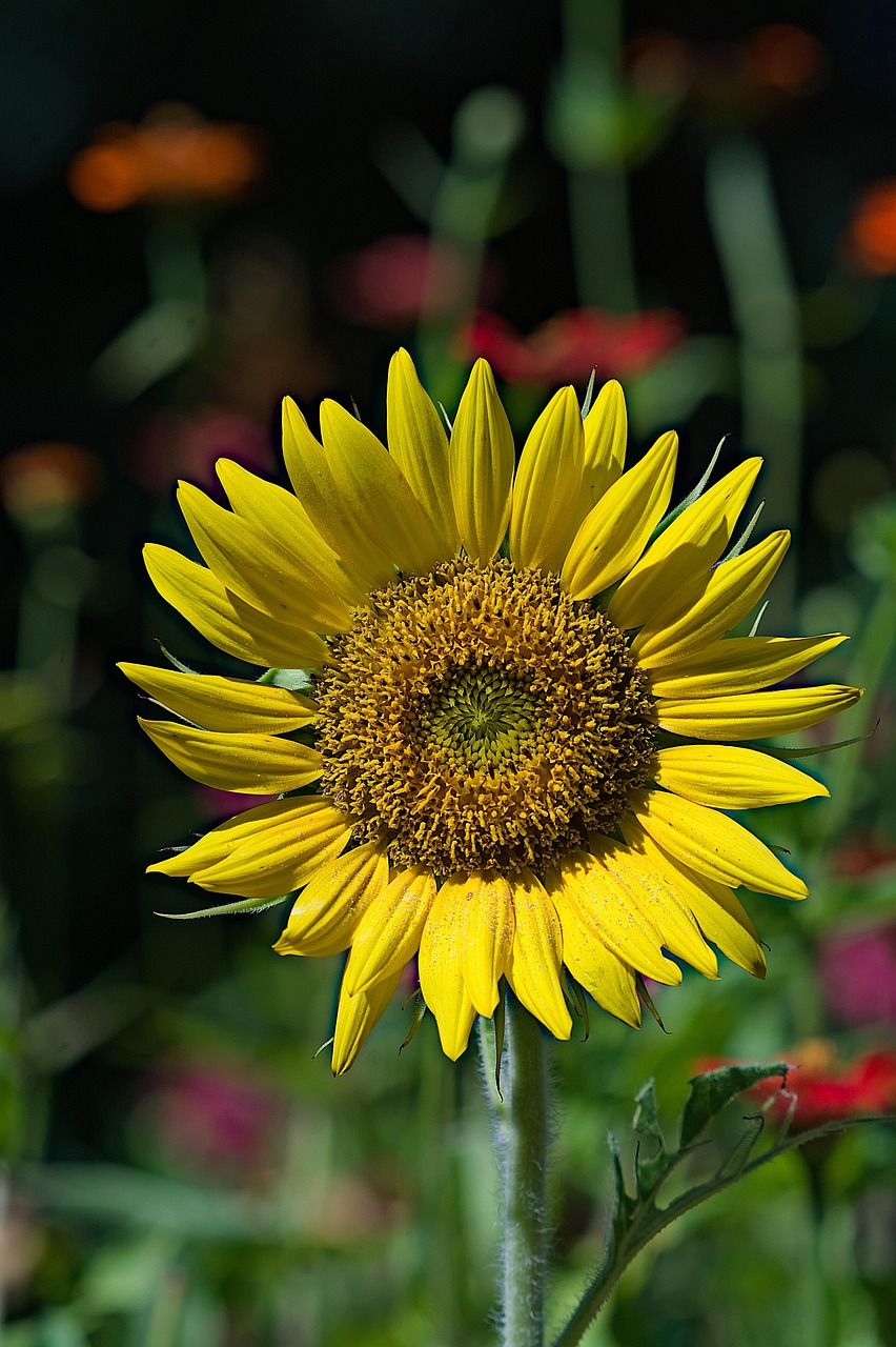 Yellow Sunflower Portrait Free photo on Pixabay Pixabay