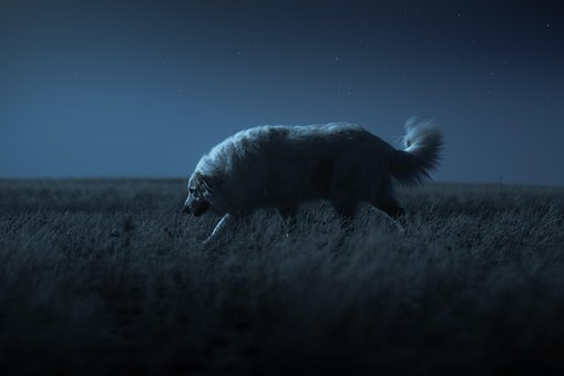 Hund, Haustier, Pyrenäer Sennenhund