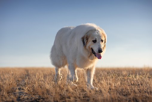 Hund, Pyrenäer Sennenhund, Himmel