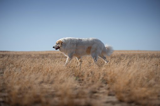 Hund, Pyrenäer Sennenhund