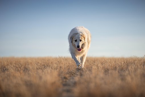 Hund, Pyrenäer Sennenhund