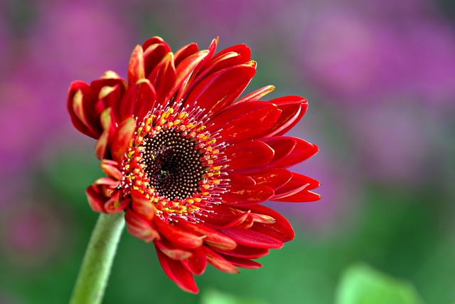 gerbera daisy wallpaper