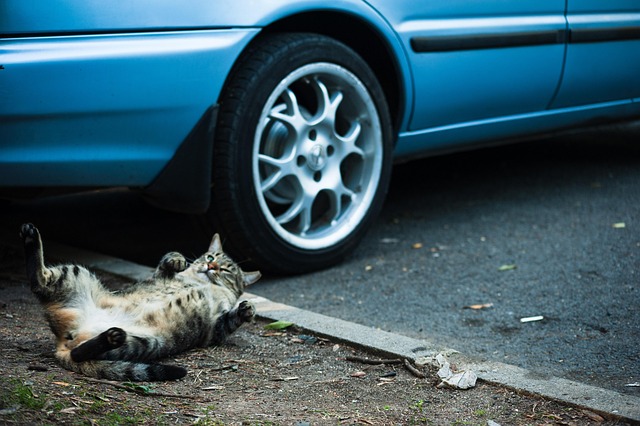 Katze, Niedlich, Wagen, Blau, Tier, Rad