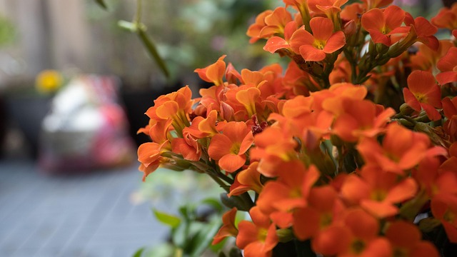Free Flower Nature photo and picture