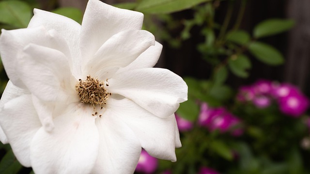 Free Flower Nature photo and picture