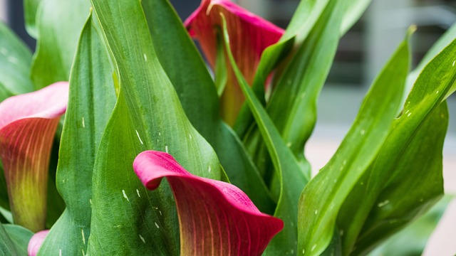 Free Green Roses photo and picture