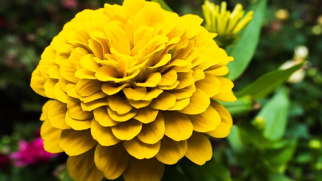 Free Nature Flower photo and picture