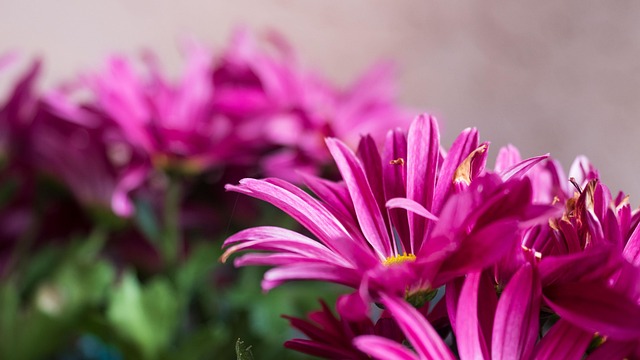 Free Pink Flowers photo and picture