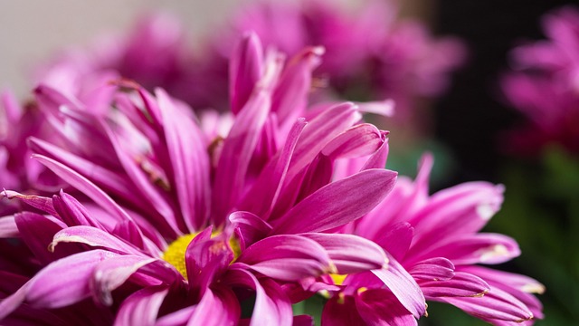 Free Pink Rose photo and picture