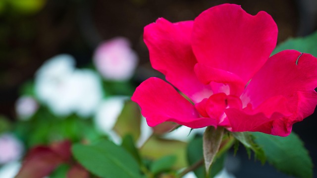 Free Red Rose photo and picture