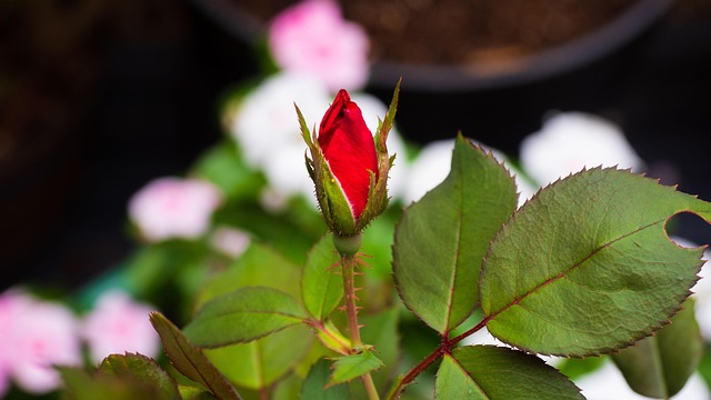 Free Rose Flower photo and picture
