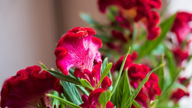 Free Red Roses photo and picture