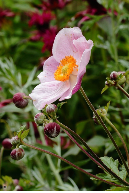 Free Plant Colorful photo and picture