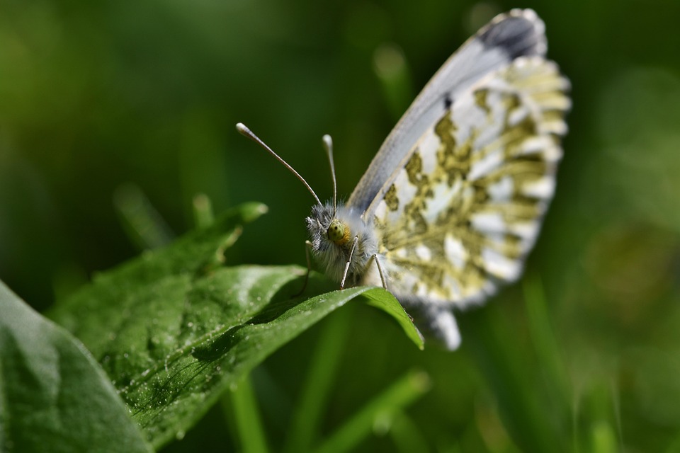 Euchloe Ausonia Östliches Kostenloses Foto auf Pixabay Pixabay