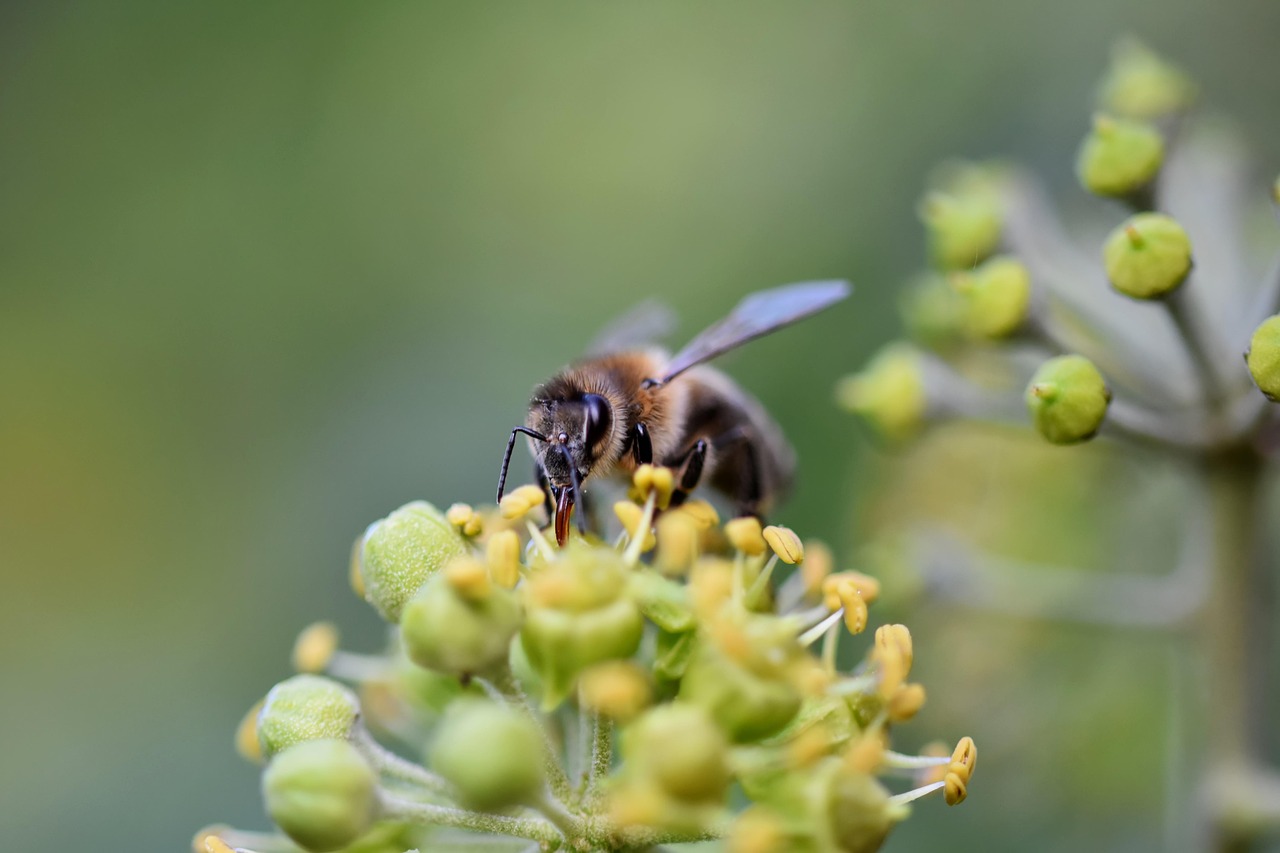 Bee - free online jigsaw puzzle photo