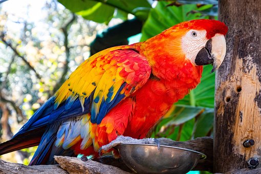 Free Bird Parrot photo and picture