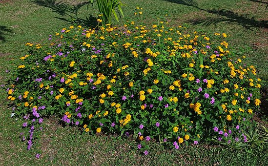 Floare, Natura, Pădure