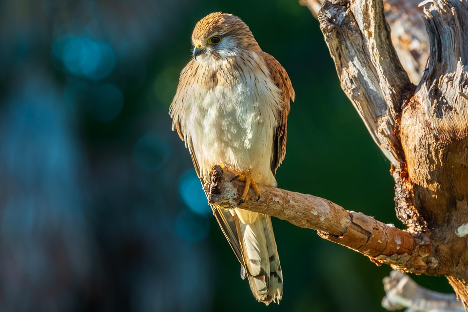 Bird Raptor Wildlife - Free photo on Pixabay - Pixabay