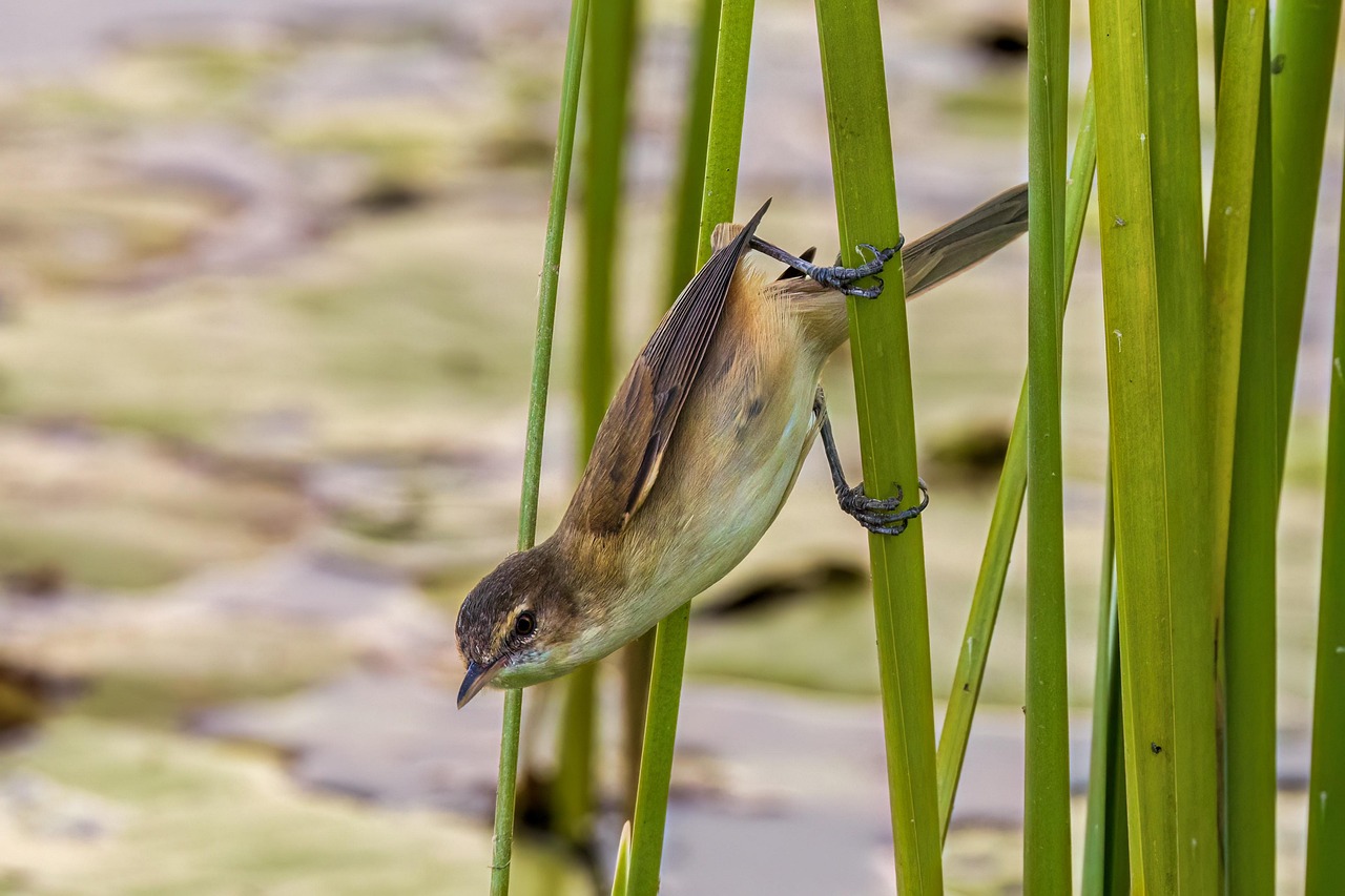Bird - free online jigsaw puzzle photo