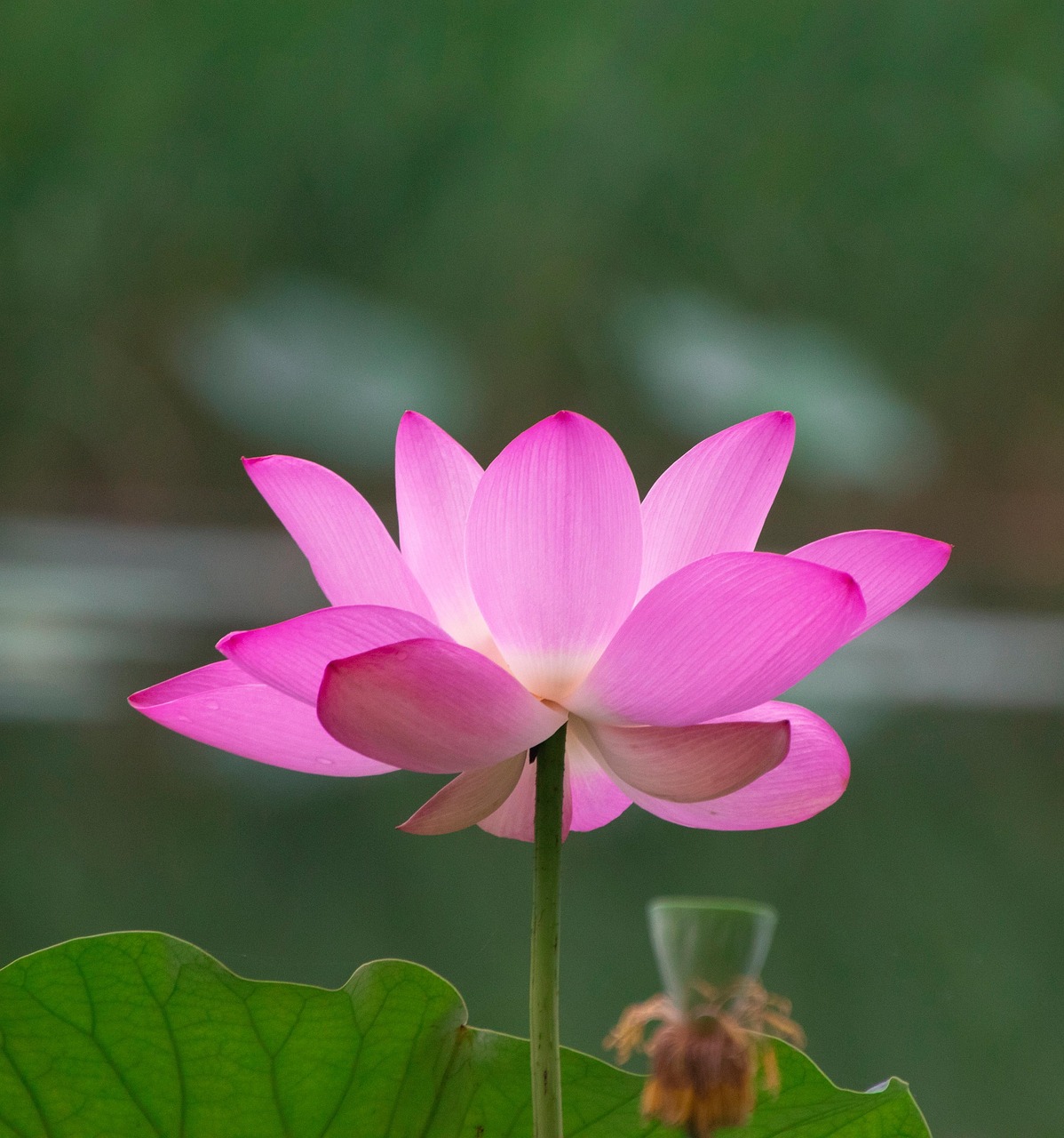 Lotus Flower Plant Pink Free photo on Pixabay Pixabay